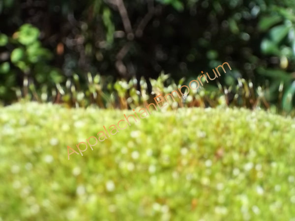 Brocade Moss (Hypnum Imponens) Live Moss for Terrarium Vivarium