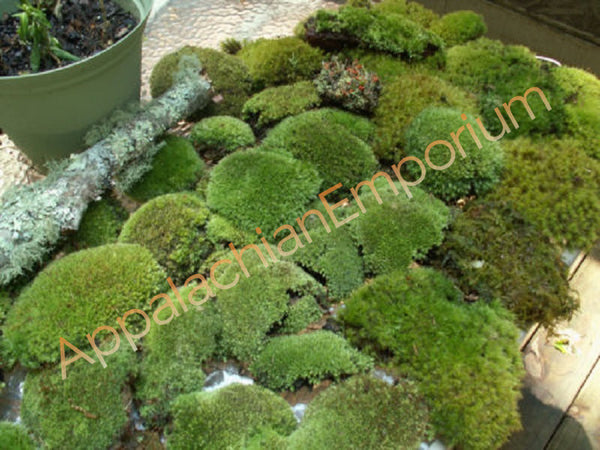 Green Pillow Moss, Bun Moss, Terrarium Moss, Fairy Garden Moss