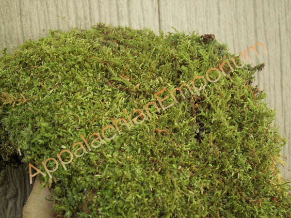 Living Moss - Sheet Moss Perfect for Terrariums and Bonsai by Chictail | Live Arrival Is Guaranteed, Size: One Size