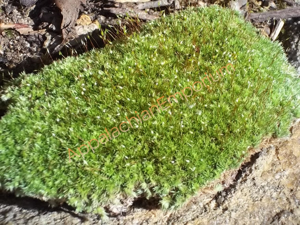 Appalachian Emporium's Live Moss Variety Assortment Cladonia Lichens Kit  Mix for Terrariums Vivariums Bonsai Gardens