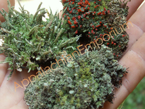 Live Cushion Moss for Terrarium – Plant and Pot Co.